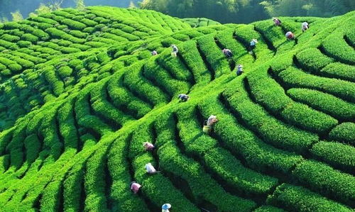 中國茶業百強企業盤點 浙江華茗園位列探花，四川文君茶業展露鋒芒