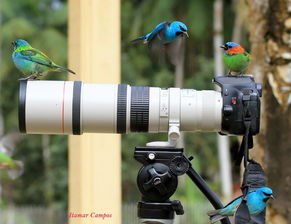鏡中生靈 佳能鏡頭與小鳥的創(chuàng)意攝影互動